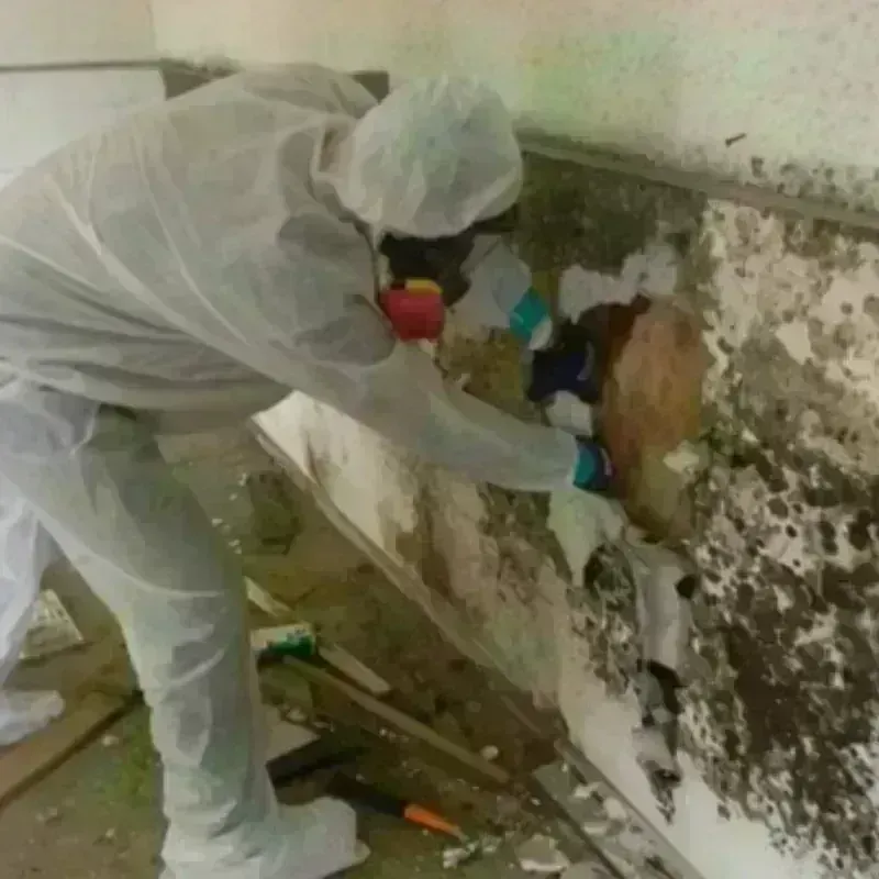 Mold Remediation and Removal in Presquille, LA